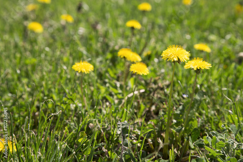 Yellow dandelions and green grass © nikodash