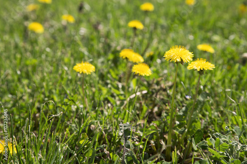 Yellow dandelions and green grass