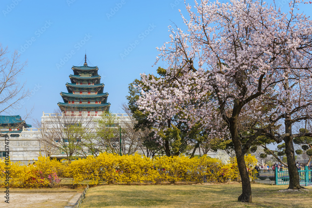 Fototapeta premium National Folk Museum, Seoul with cherry blossom, Seoul, Korea