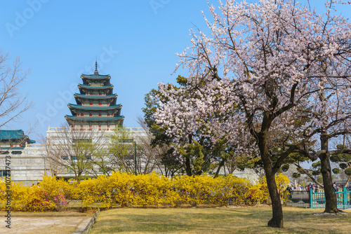 National Folk Museum, Seoul with cherry blossom, Seoul, Korea