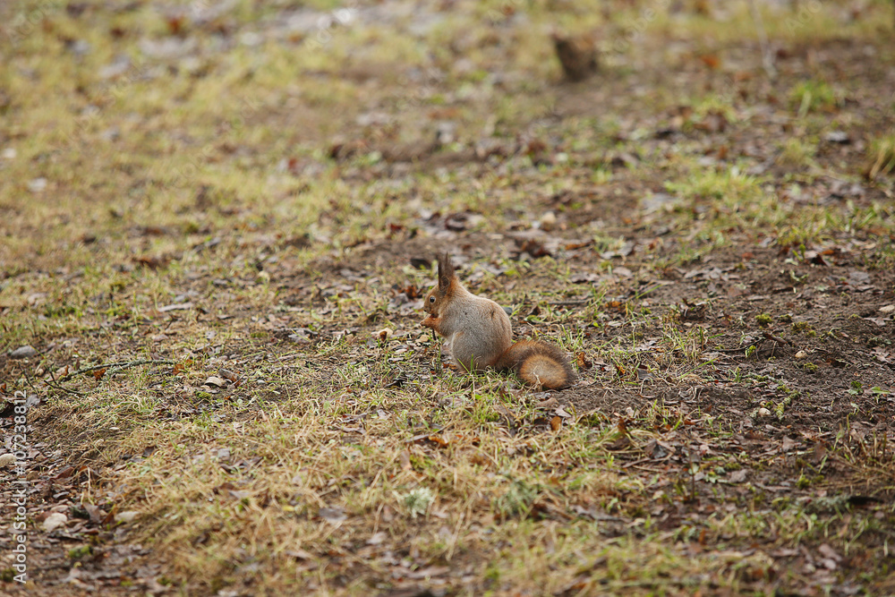 squirrel in the meadow squirrel in the meadow