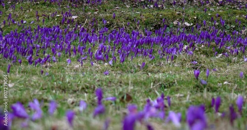 Filed of Purple Crocus Flowers in Spring