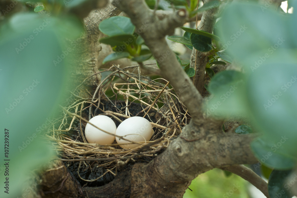 Eggs of Zebra Dove Eggs of Zebra Dove