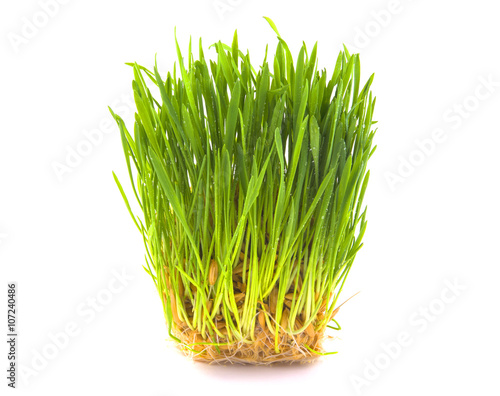 зеленая трава на белом фоне