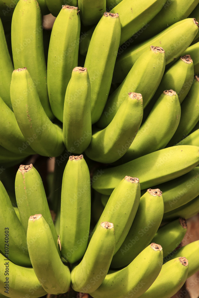 Bananen, close up von Stauden Bananen, close up von Stauden