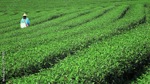 Tea Worker picking tea leaves