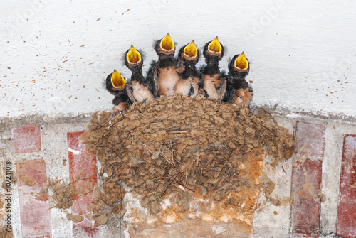 Six swallow chicks in their nest calling for food photo