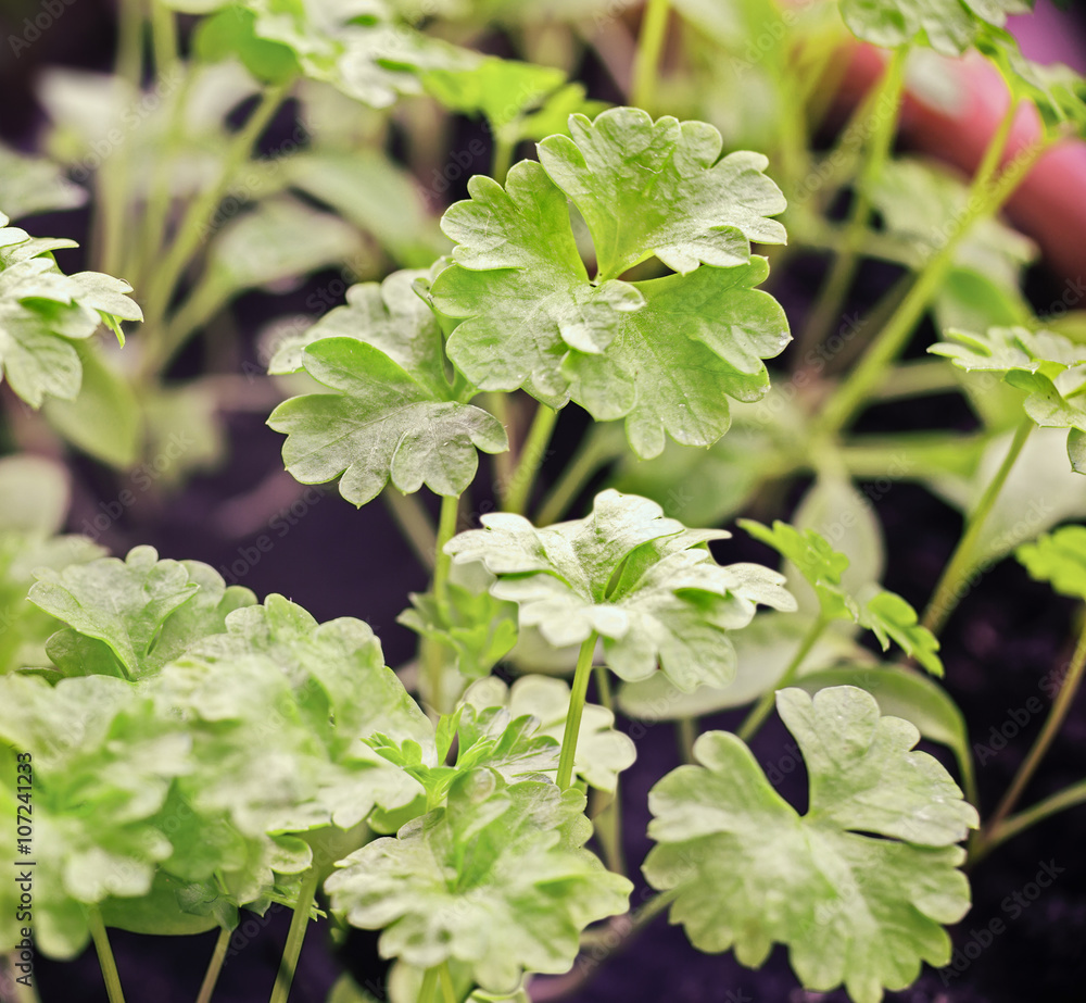 Parsley sprouts Stock 写真 Adobe Stock