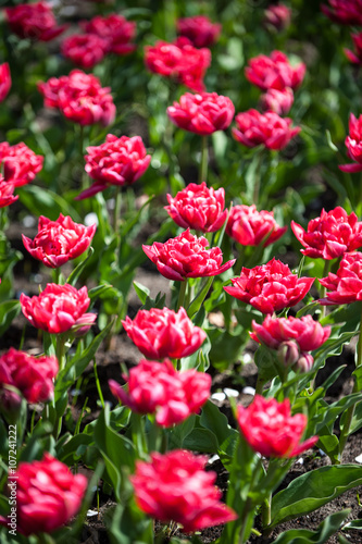 Bright red pink tulips in Keukenhof park, flower garden, Holland