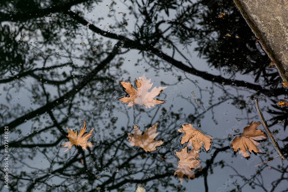 Fototapeta premium Autumn puddle