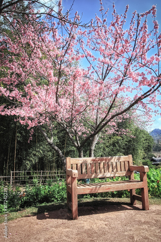 Tranquil garden bench under cherry blossom tree © phaitoon
