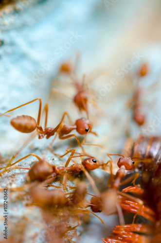 Red ants eat extraction © techiya