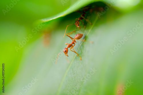 Rude ant formica © techiya