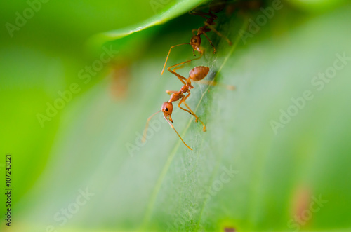 Rude ant formica © techiya