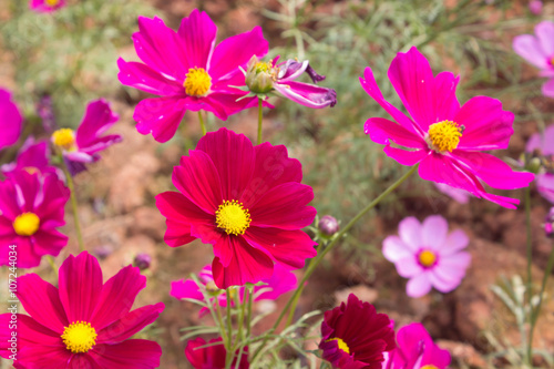 Cosmos flowers in the outdoor garden