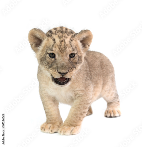 Fototapeta Naklejka Na Ścianę i Meble -  baby lion isolated on white background