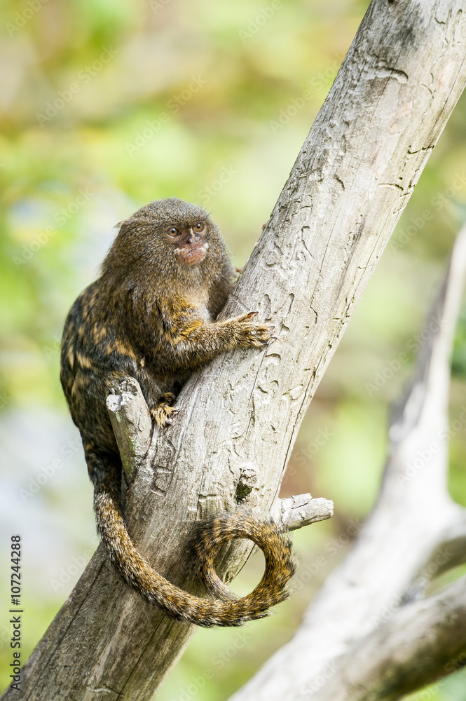Ouistiti pygmée singe minuscule