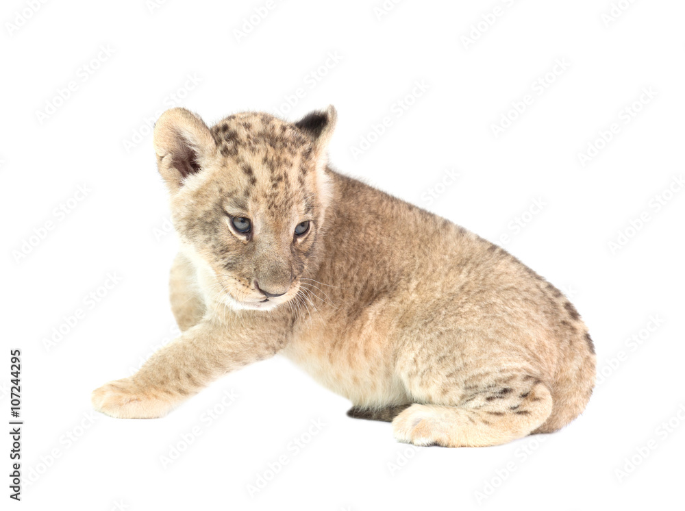 Obraz premium baby lion isolated on white background
