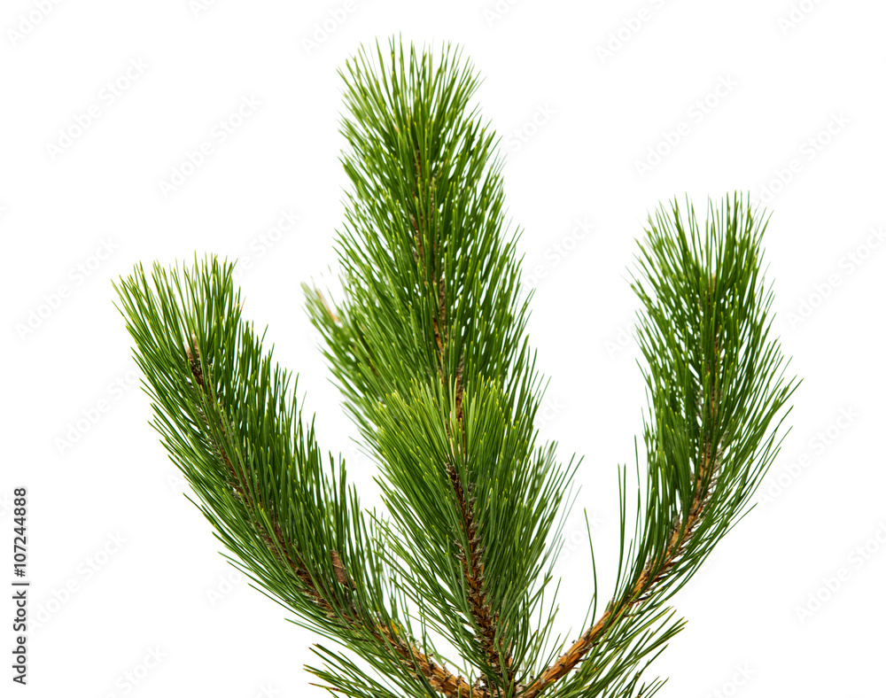 pine twig isolated pine twig isolated