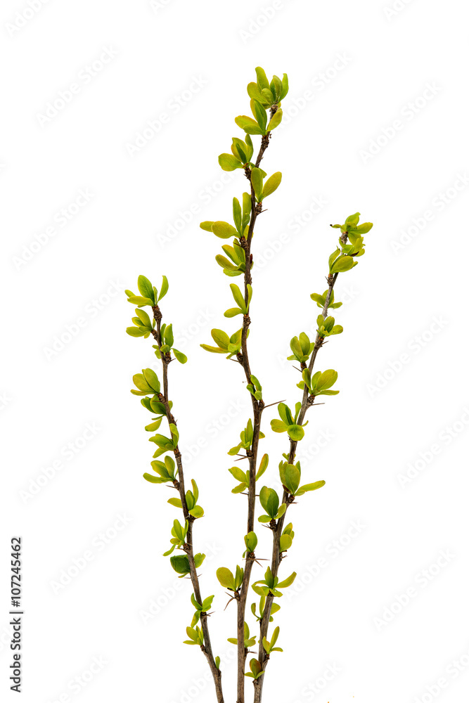 Spring green twig isolated