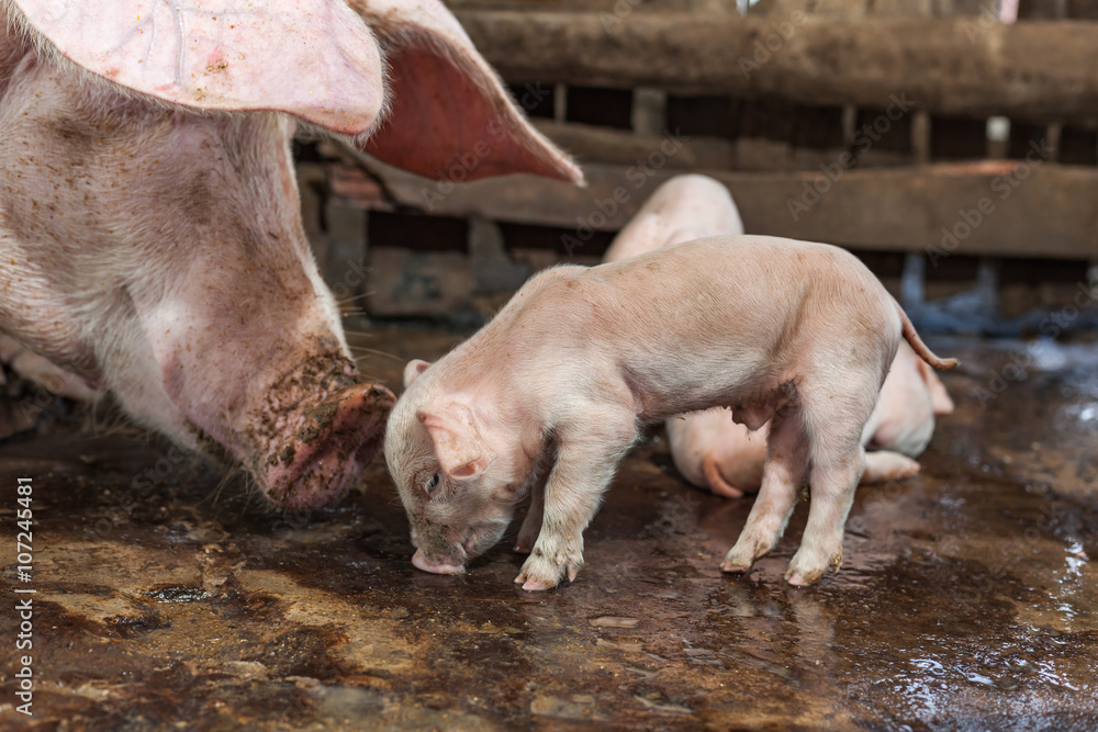 Newborn pigs are playing with the right to water.