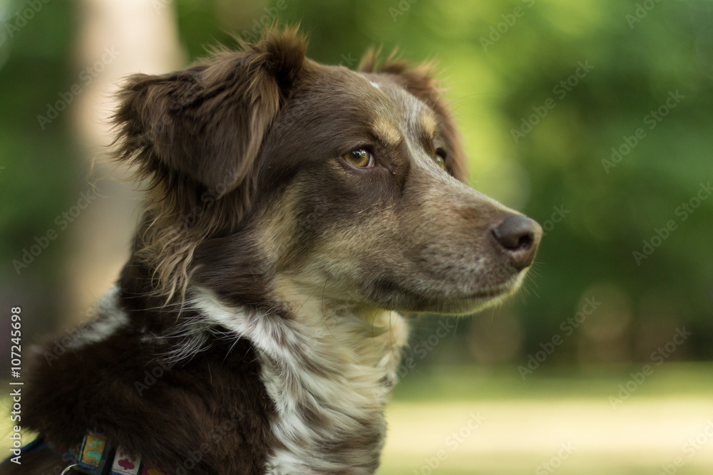 Sharp looking street dog in park