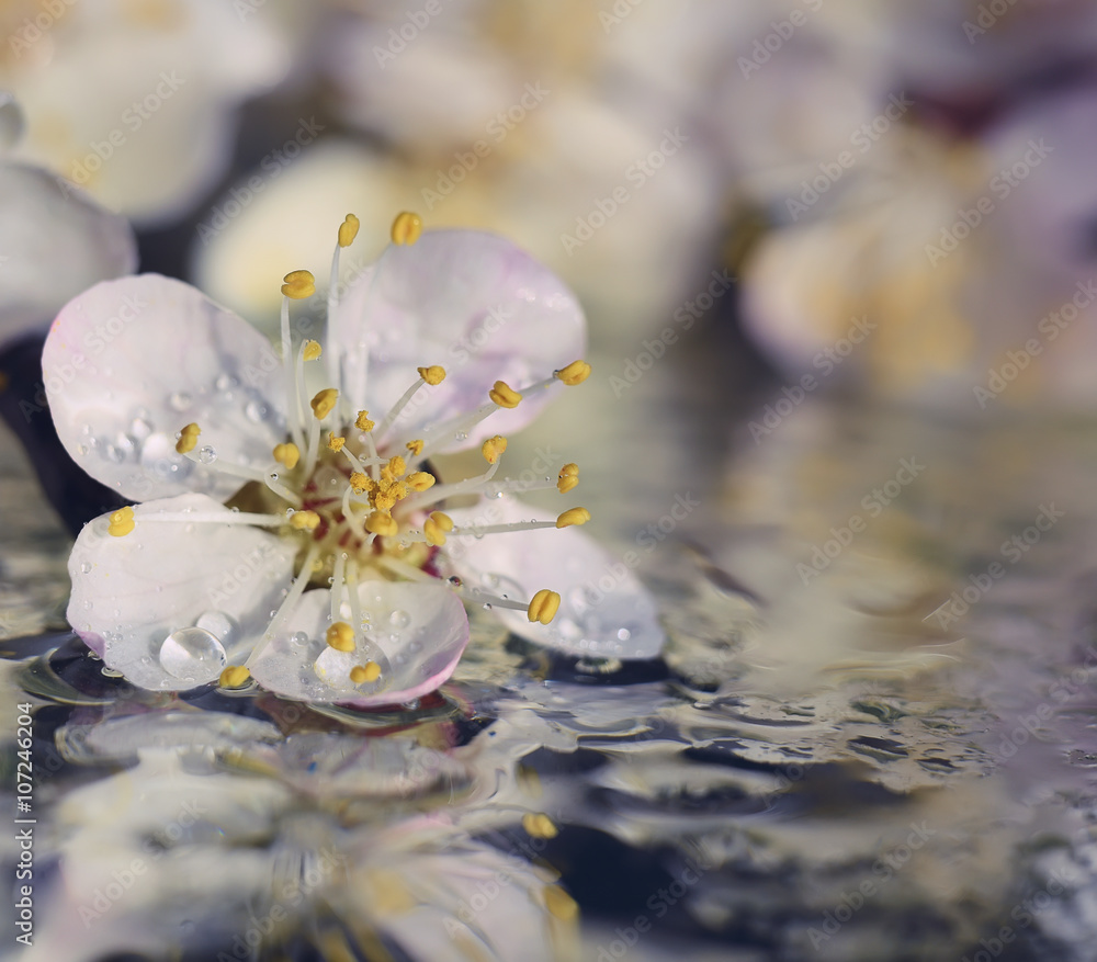 Close-up of a white and pink flower of peach, apricot, with delicate petals and stamens on a background of water drops
