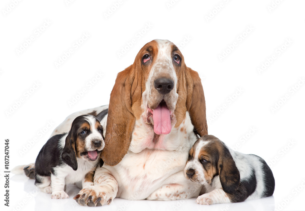 Adult basset hound dog and puppies. isolated on white background Adult basset hound dog and puppies. isolated on white background