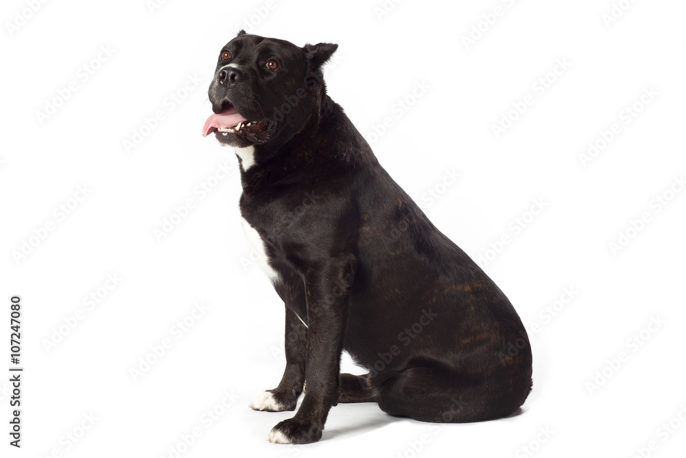 Obraz premium sitting cane corso from side