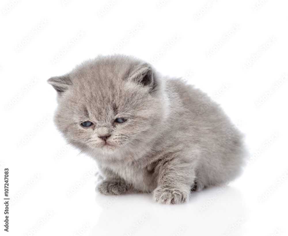 Cute newborn kitten. isolated on white background