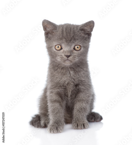 Portrait funny tiny gray kitten. isolated on white background