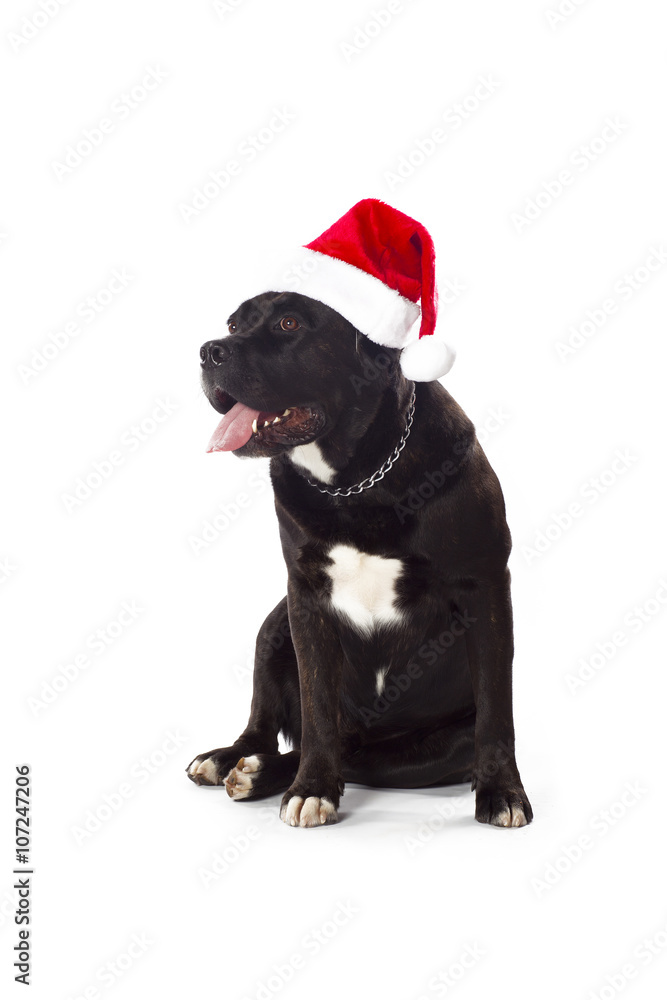 Fototapeta premium festive cane corso