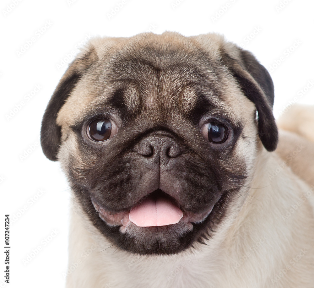Closeup muzzle pug puppy. isolated on white background