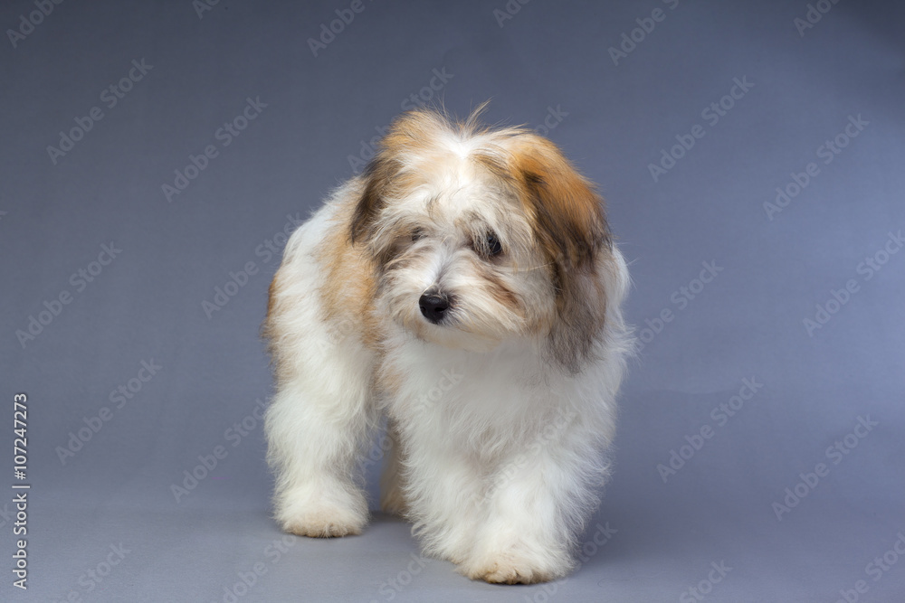 fluffly havanese puppy fluffly havanese puppy