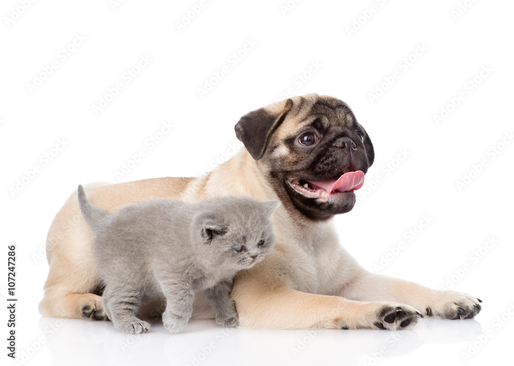 Scottish cat and pug puppy together. isolated on white backgroun