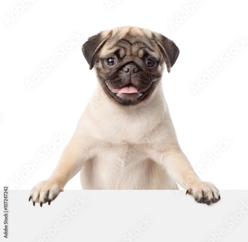 Pug puppy peeking from behind empty board. isolated on white bac