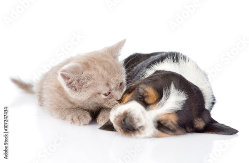 kitten sniffing sleeping puppy. isolated on white background © Ermolaev Alexandr