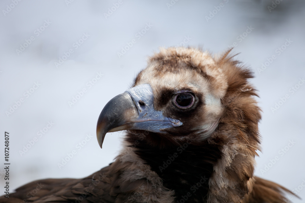 Cinereous Vulture - European Black Vulture (Aegypius Monachus)