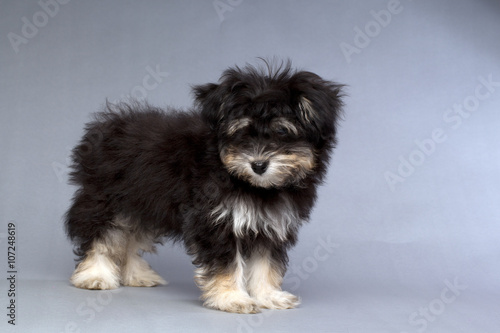 Fotografie stnading havanese puppy
