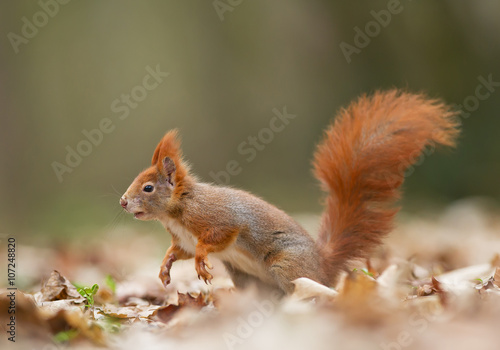Red squirrel running out, clean background, Czech Republic, Europe © mzphoto11