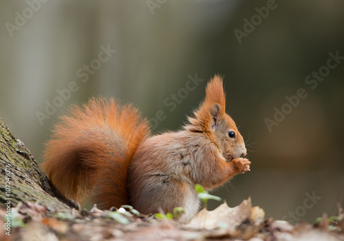 Red squirrel eating hazelnut, clean background, Czech Republic, Europe © mzphoto11