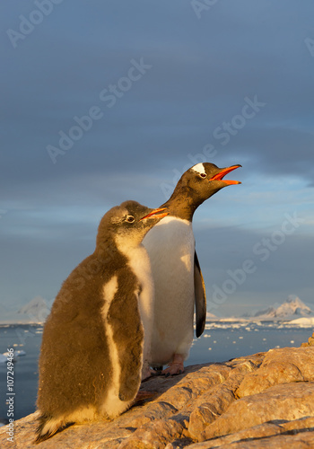 Gentoo penguin with chick standing on the rock in last sun beams, with reddish mountain range in background, Antarctic Peninsula
