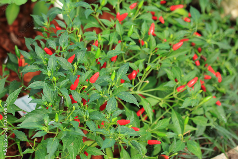 chili hot peppers plant