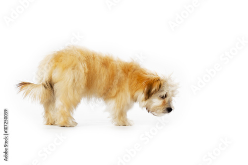 Photography havanese walking