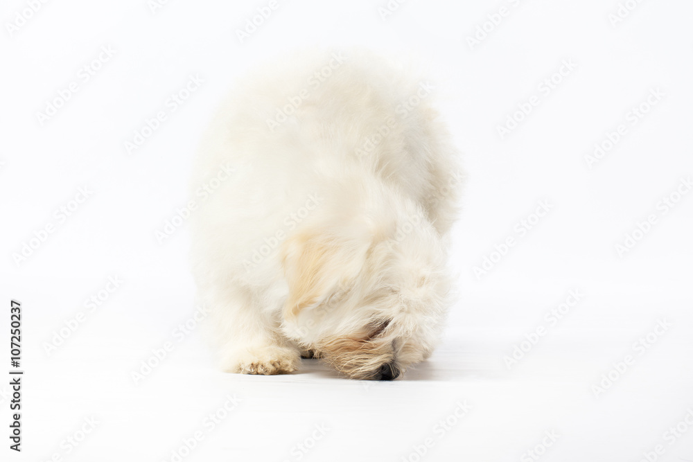 white havanese