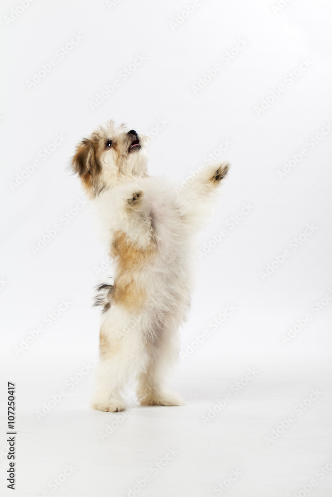 Obraz premium standing havanese