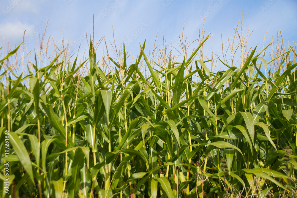 Maize growing for grain, silage or bio fuel production. Maize growing for grain, silage or bio fuel production.
