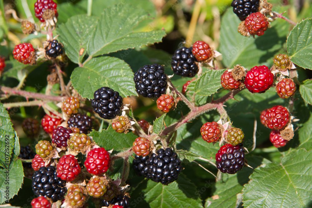 Blackberries ripening in the English hedgerow Blackberries ripening in the English hedgerow