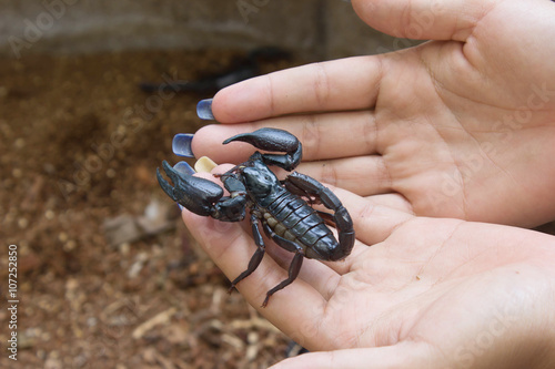 Scorpions in the the forest outdoors photo