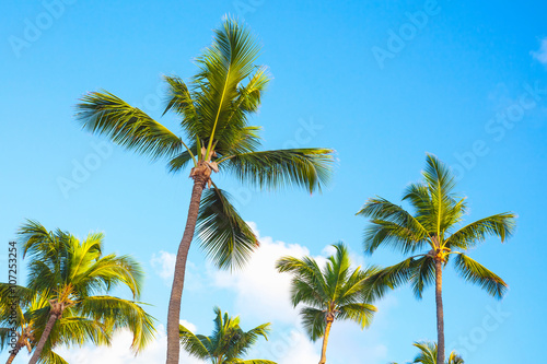 Palm trees over blue cloudy sky